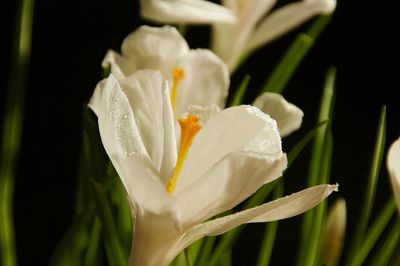 Close-up of flower blooming outdoors