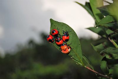 Close-up of ladybug on plant