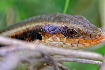 Close-up of lizard