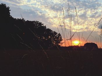 Silhouette of trees at sunset