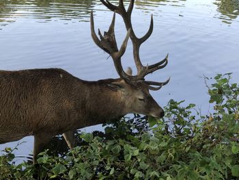 Deer in a lake