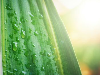 Close-up of wet leaf