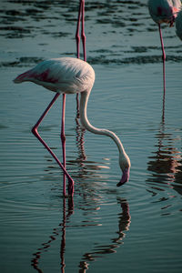 Birds in lake