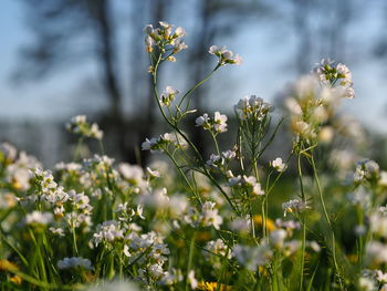 Close-up of white flowering plants on field