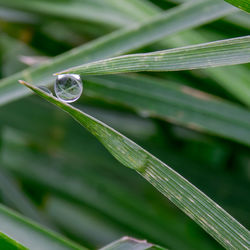 Close-up of wet plant leaves