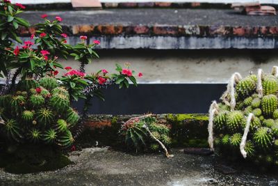 Close-up of potted plants in water