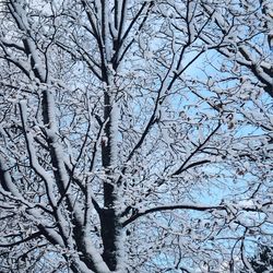 Low angle view of bare trees