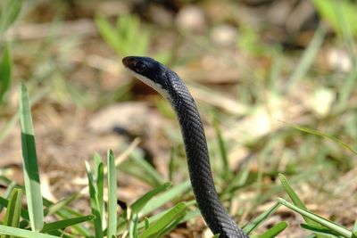 Close-up of snake