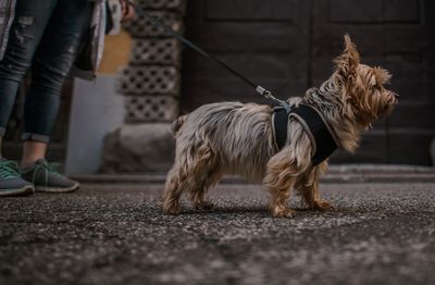 Low section of dog standing on street