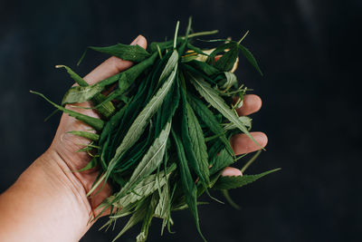 Close-up of hand holding leaf against black background