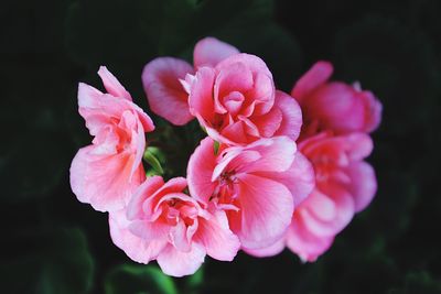 Close-up of pink flowers