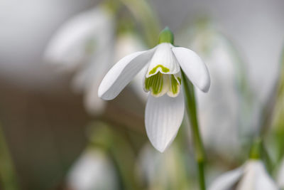 Close up of snowdrops in bloom