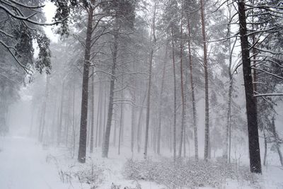 Trees in forest during winter