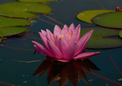 Close-up of pink water lily in lake
