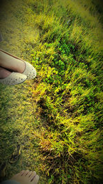 Cropped image of person standing on grassy field