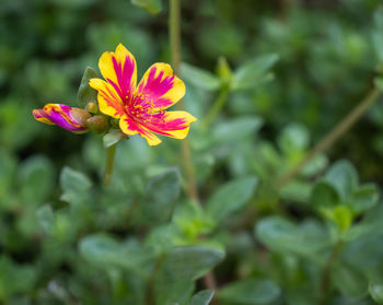 Close-up of pink flowering plant