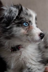 Close-up of dog looking away