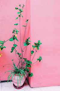 Plant on pink. green. flowers minimal fashion