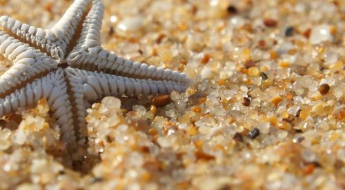 Close-up of starfish on sand