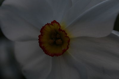 Close-up of flower against blurred background