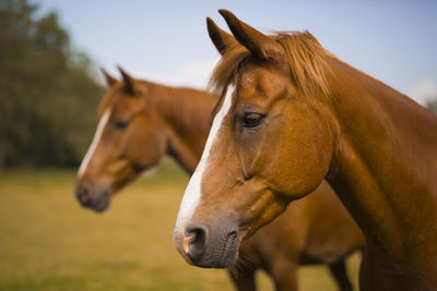 Brown horses on pasture in summer