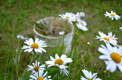 Close-up of white daisy flowers