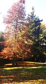 Trees in park