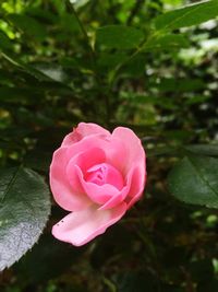 Close-up of pink rose