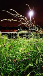 Plants growing on field at night