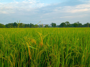 Scenic view of agricultural field against sky