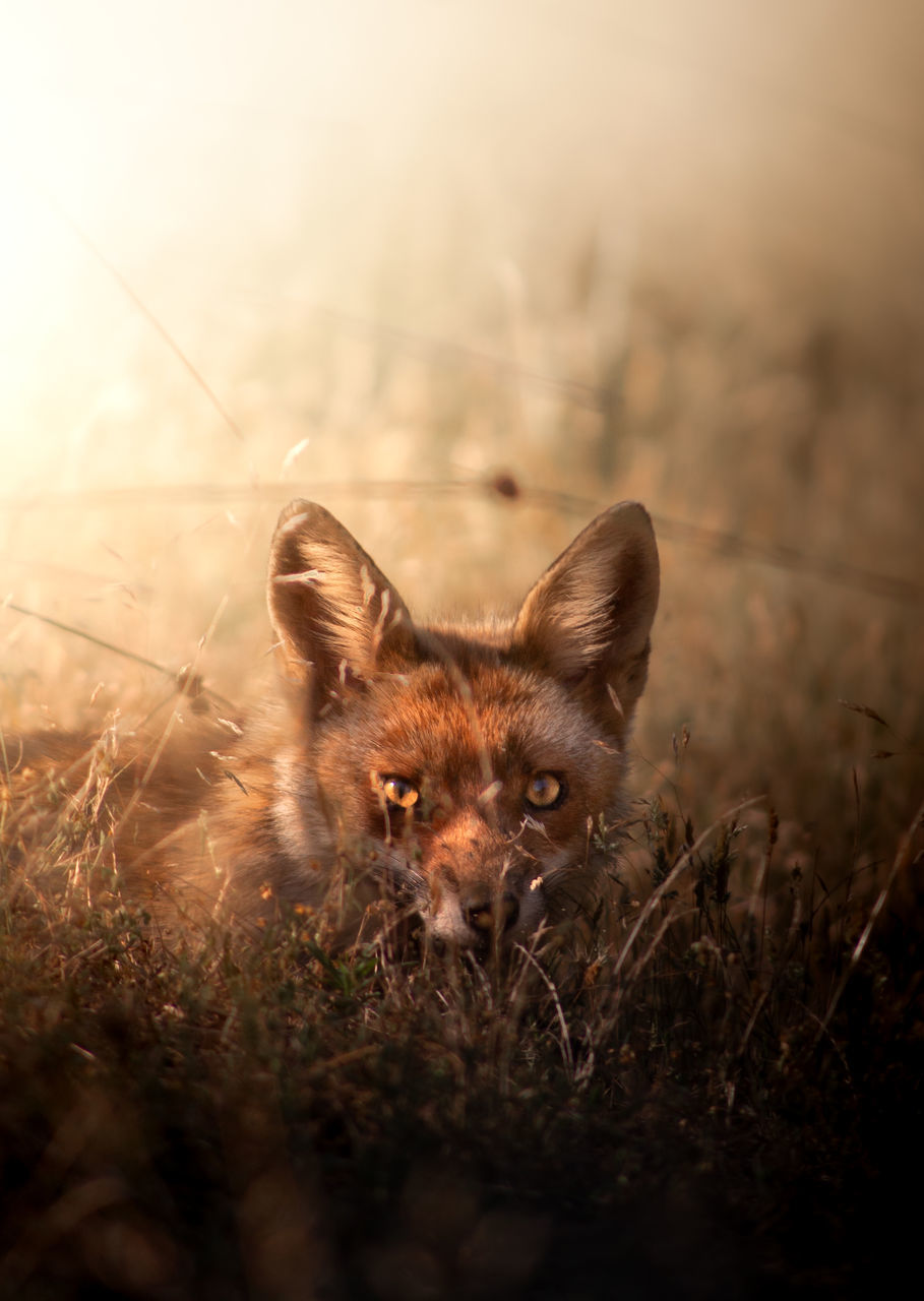 Fox portrait at sunset