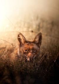 Fox portrait at sunset