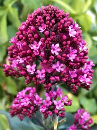 Close-up of pink flowers