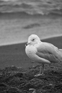 Close-up of seagull perching on land