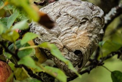 Close-up of lizard on tree trunk