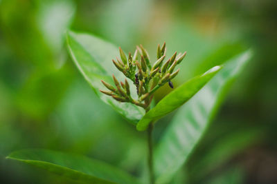 Close-up of plant growing on field