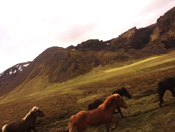 View of a horse on field against mountain range