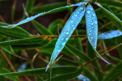 Close-up of insect on plant