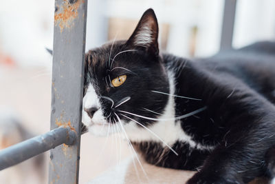 Close-up portrait of black cat