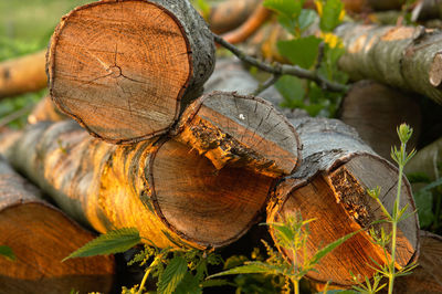 Close-up of logs in forest