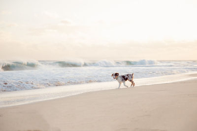 Dog at beach against sky