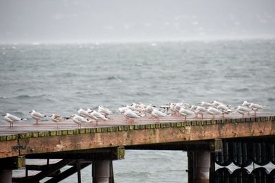 View of birds against calm sea