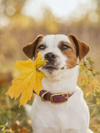 Close-up portrait of a dog