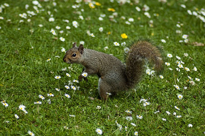 Squirrel on field