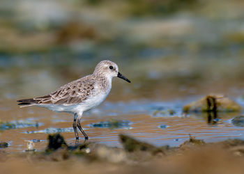 Close-up of bird in lake