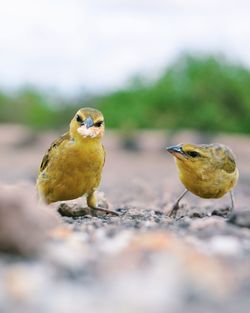 Close-up of bird perching on leaf