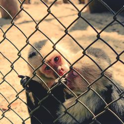 Monkeys in cage at zoo