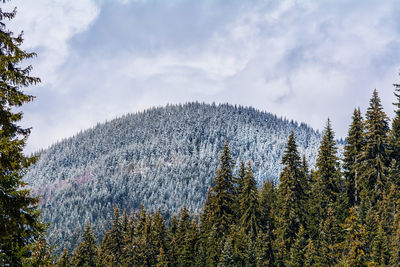 Low angle view of trees against sky