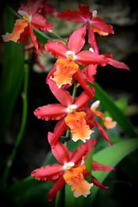 Close-up of red flowers blooming outdoors