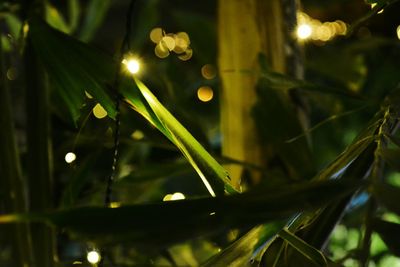 Close-up of illuminated plant at night